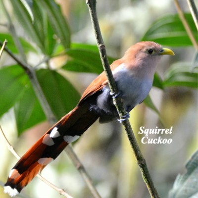 Squirrel Cuckoo